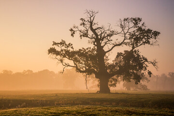 Fototapeta premium Lonely oak tree in the field during sunrise