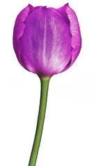 Purple  tulip flower  on white isolated background with clipping path. Closeup. For design. Nature.