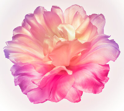 Yellow-pink   tulip flower  on white isolated background with clipping path. Closeup. For design. Nature.