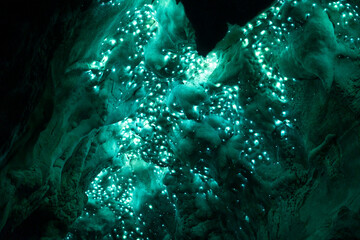 Illuminated Glow Worm Sky in Dark Cave, Waipu Caves, North Island, New Zealand