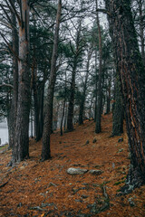 Path through the mountain in the forest, in aran valley, Catalonia, Spain