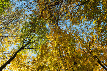 Beautiful Forest in Fall Season, Autumn Season Background Photography, Natural Background,