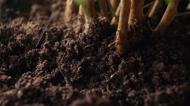 Dry earth around the stem of the plant to moisten, or ye or water with drops of water as if it had rained