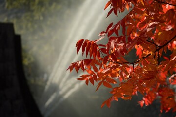 紅葉と木漏れ日と噴水と