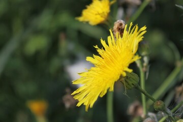 yellow dandelion flower
