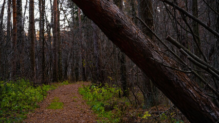 A path in the autumn forest,a sad forest, green grass, a pine tree on the path,there is no passage,a dangerous turn,a tree falls