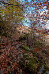 Path through the mountain in the Carlac forest, in aran valley, Catalonia, Spain