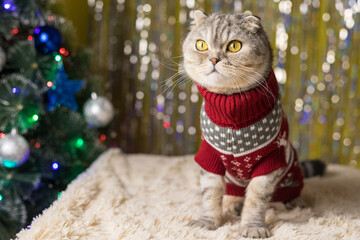 Funny cat in a New Year's red sweater on the background of a Christmas tree and shiny tinsel. New...