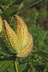 close up of a milkweed plant