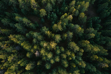 View from a height to the fir forest