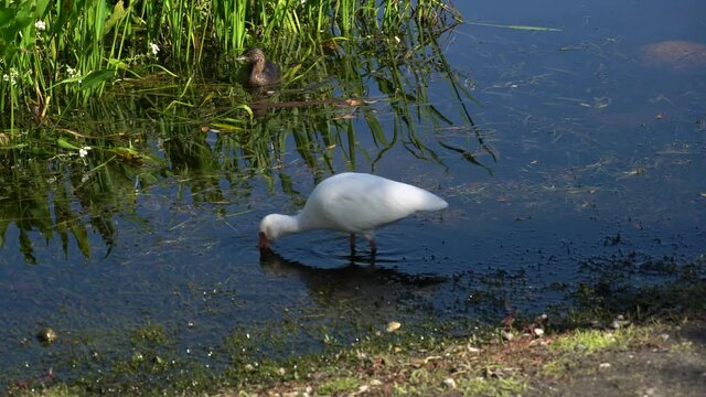 White Ibis hunting for food in tropical pond in Florida; wading in the shade with reeds and a duck in background