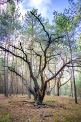 suche drzewo w lesie, skarłowaciały pień © rpetryk