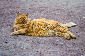 Red Cat