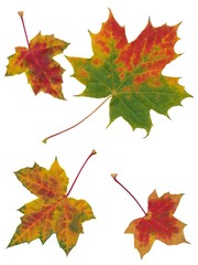 multicolor leaves of trees at autumn close up