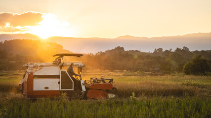 A farmer is driving a harvester to harvest rice grains in rice fields at sunset in rural Thailand