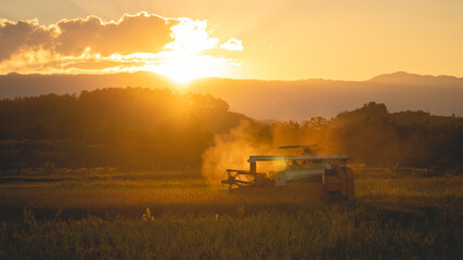 A farmer is driving a harvester to harvest rice grains in rice fields at sunset in rural Thailand