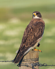 A Swainson's hawk stands alert on a fence post in Wyoming