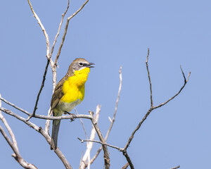 A yellow-breasted chat sings against a blue spring day.