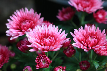 Fototapeta premium pink chrysanthemum flower
