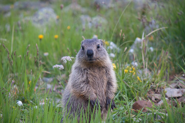 Naklejka na ściany i meble young marmot stands in a colorful meadow