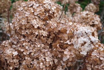 Usychające jesienne kwiaty hortensji