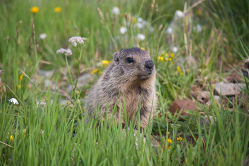 young marmot sits in a colorful meadow