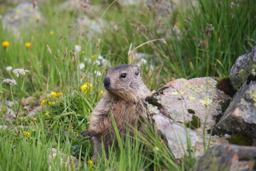 Naklejka na ściany i meble young marmot stands in a colorful meadow next to a rock