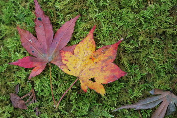 秋のおもてなし