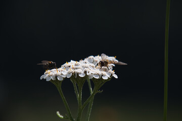 fly on white flower with dark background