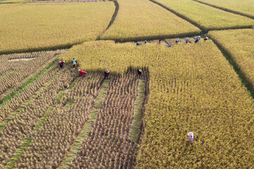 Many farmers help harvest the rice by scythe no machine ,farmers work hard in rice field in harvest...
