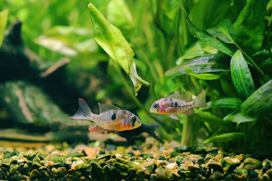 Pair of Bolivian rams (Mikrogeophagus altispinosus) facing each other in an aquarium