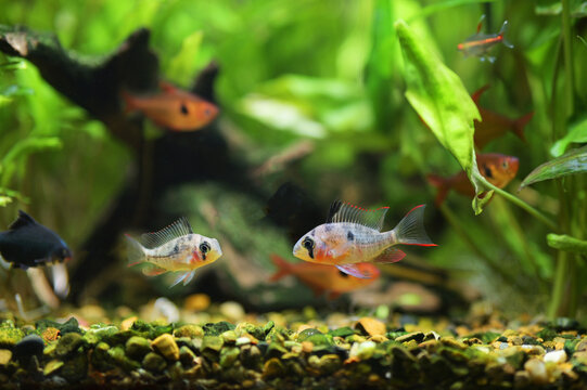 Pair of Bolivian rams (Mikrogeophagus altispinosus) facing each other in an aquarium