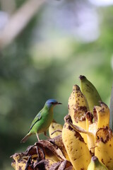 yellow and blue bird 
