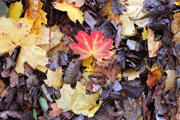 Herbstlaub