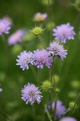 Acker-Skabiosen (Knautia arvensis) Wildpflanze mit blauen Blüten 
