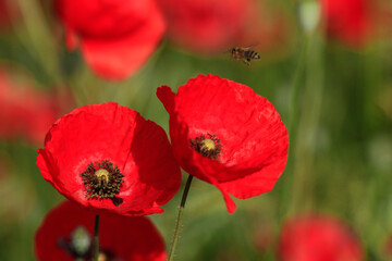 Klatschmohn (Papaver rhoeas) oder Mohnblume, Klatschrose, Blüten, Heilpflanze