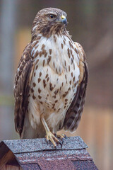 Closeup of hawk perched on birdhouse in backyard
