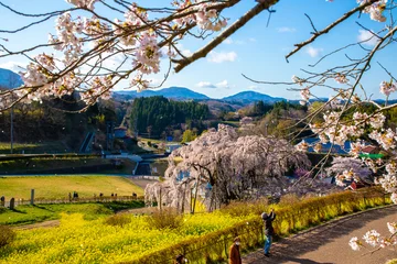Foto op Canvas 福島県　満開の三春滝桜 © スプやん