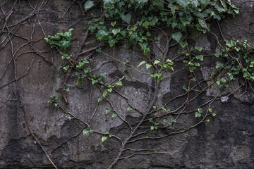 green plant loach on old concrete wall, shabby background