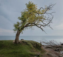 Fototapeta na wymiar A lonely dog ​​under a tree by the sea is waiting for its master.
