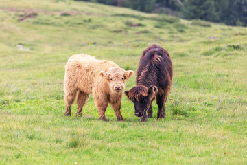 Two young yak calves graze in a pasture in the Italian Alps