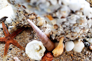 Seashells on a summer beach and sand as background. Sea shells.