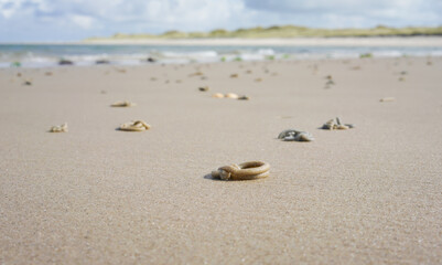 Fototapeta na wymiar Beach at low tide on the North Sea 