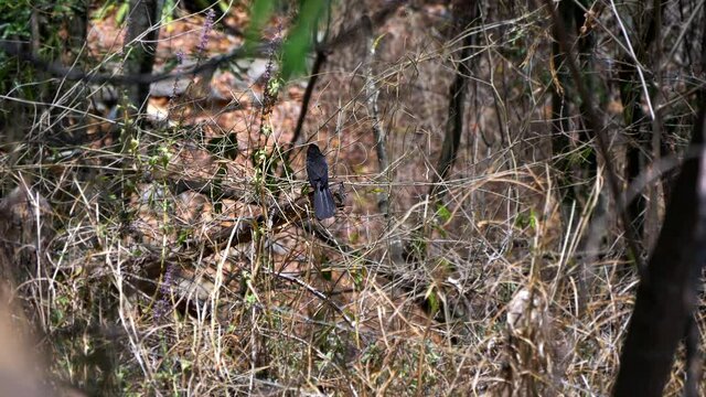 Black Bird in the middle of Caatinga dry and desert vegetation of Chapada Diamantina, Bahia Brazil