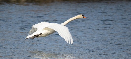 Swan flying