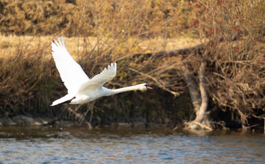 Swan flying