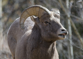 Colorado Rocky Mountain Bighorn Sheep