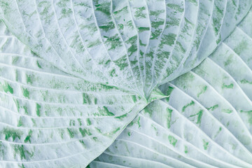 Obraz premium Background of a blue, bluish leaf of a plant with a white wax coating