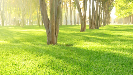 City park with bright green grass and trees in sunshine. Public garden and lawn on a sunny day.