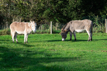 donkey and calf